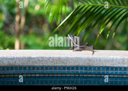 Männliche braun Basilisk lizard auch als Jesus Christus Eidechse bekannt, relaxen am Pool in einem tropischen Costa Rica. Stockfoto