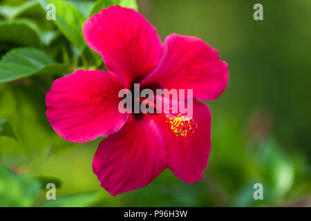 Eine Nahaufnahme von einem schönen roten Hibiskus Blüte gemeinhin als Chinesische Hibiscus mit einer natürlichen, grünen Hintergrund, Foto in Costa Rica. Stockfoto