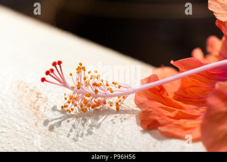 Eine lange Hibiscus Stigma mit Clustern von Pollen, die sich auf eine weiße Wand in Costa Rica. Stockfoto