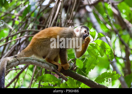 Zentralamerikanischen Totenkopfäffchen in Manuel Antonio National Park, Costa Rica. Stockfoto