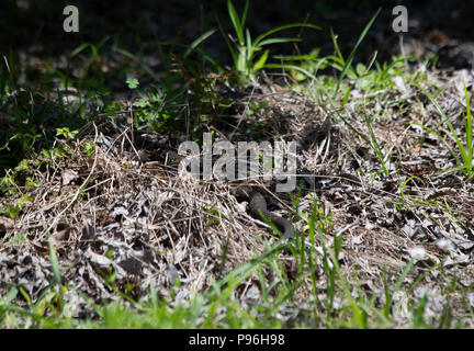 Schwanz eines breiten Bändern Wasser Schlange (Nerodia fasciata confluens), wie er in die Blätter slithers Stockfoto