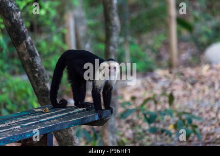 Eine weiße konfrontiert Affe steht auf einer Bank in Manuel Antonio Nationalpark in Costa Rica. Stockfoto