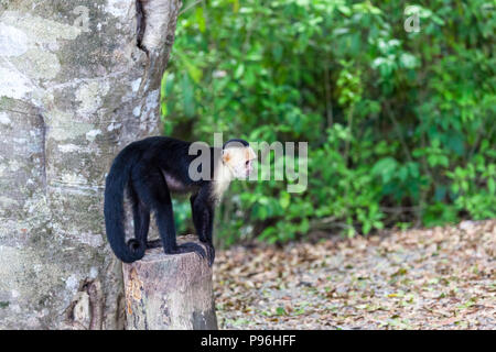 Eine kleine weiße konfrontiert Affe stehend auf einem Baumstumpf in Manuel Antonio Nationalpark in Costa Rica. Stockfoto