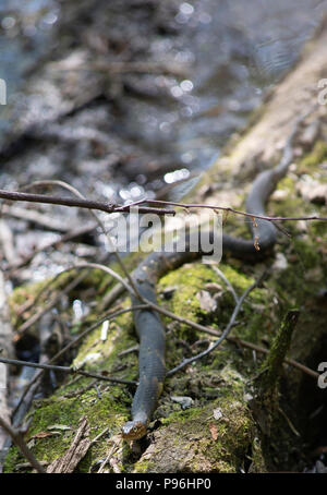 Breite gebänderten Wasser Schlange (Nerodia fasciata confluens) Aalen auf einem großen log Stockfoto