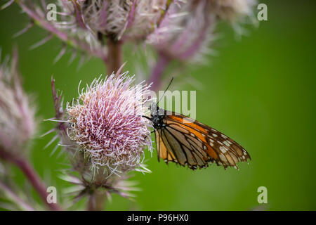 Monarchfalter (danaus Plexippus) auf einer Distel Unkraut gehockt Stockfoto