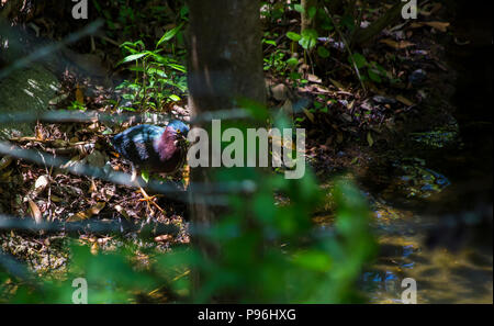 Green Heron (Butorides Virescens) in einem Wald versteckt Stockfoto