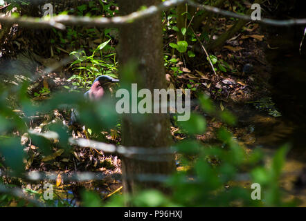 Green Heron (Butorides Virescens) in einem Wald versteckt Stockfoto