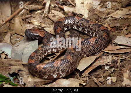 Ovophis monticola Berg Bambusotter Stockfoto