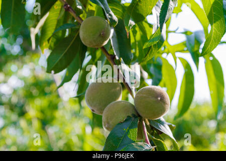 Grüne unreife Aprikosen am Zweig eines Baumes wächst im Sommer Stockfoto