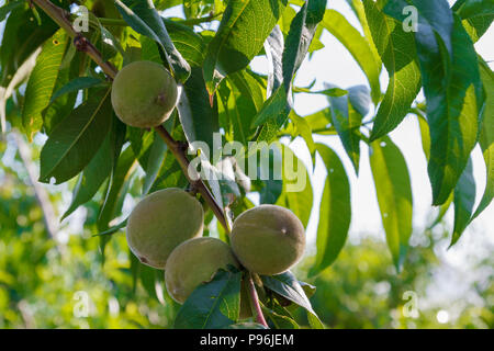 Grüne unreife Aprikosen am Zweig eines Baumes wächst im Sommer Stockfoto