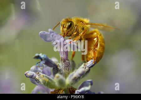 Eine Nahaufnahme einer Honigbiene, Apis, auf einem Lavendel Pflanze, Lavandula spica. Stockfoto