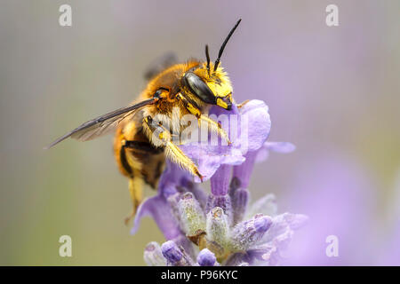 Eine Nahaufnahme einer Honigbiene, Apis, auf einem Lavendel Pflanze, Lavandula spica. Stockfoto