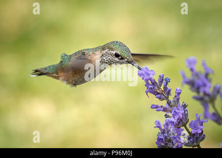 Eine weibliche calliope Hummingbird, selasphorus Calliope, Getränke den Nektar aus einer Lavendel Blume. Stockfoto