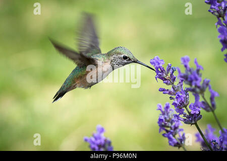 Eine weibliche calliope Hummingbird, selasphorus Calliope, startet den Nektar aus einer Lavendel Blume zu trinken. Stockfoto