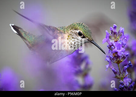 Eine Nahaufnahme eines weiblichen calliope Hummingbird, selasphorus Calliope, Bewegung in den Nektar aus einer Lavendel Blume zu trinken. Stockfoto