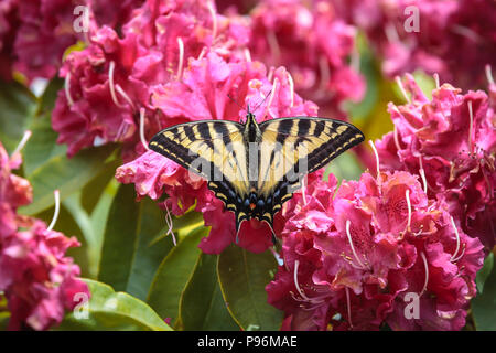 Ein Two tailed Schmetterling, Papilio multicaudata, hell rosa Rhododendren in Seaside, Oregon. Stockfoto