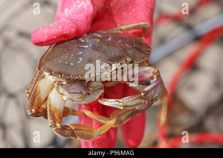 Eine Nahaufnahme eines Dungeness Krabben, Metacarcinus Magister, mit einer behandschuhten Hand in Seaside, Oregon gehalten wird. Stockfoto