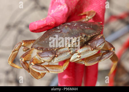 Eine Nahaufnahme eines Dungeness Krabben, Metacarcinus Magister, mit einer behandschuhten Hand in Seaside, Oregon gehalten wird. Stockfoto