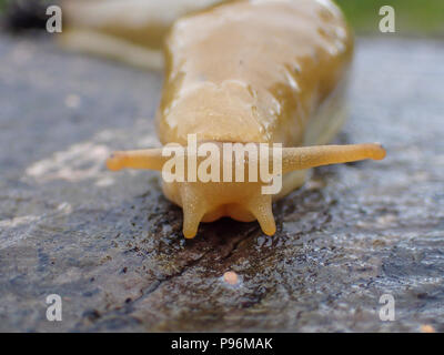 Eine Nahaufnahme von einem gelben Slug, limacus Flavus, auf einer nassen Baumstumpf in Warrenton, Oregon. Stockfoto