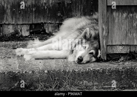 Ein schwarz-weiß Bild von einer Husky Hund auf den Beton durch ein Haus in Seaside, Oregon legt. Stockfoto