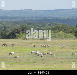 In der Wildnis ausgestorben, eine Herde von scimitar Oryx Schürfwunden friedlich auf einer Ranch, nur wenige Minuten von der Innenstadt von Austin in das Gebirge Central Texas. Stockfoto