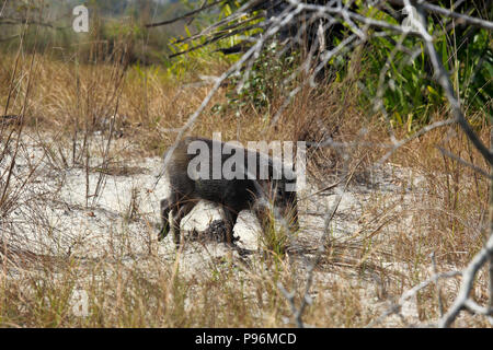 Ein Wildschwein in Sundarbans, ein UNESCO-Weltkulturerbe und ein Naturschutzgebiet. Bagerhat, Bangladesch. Stockfoto