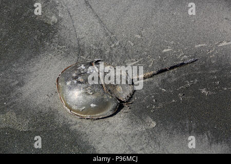 Horseshoe crab am Meer Strand in Sundarbans, Banglaadesh Stockfoto