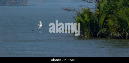 Silberreiher in Sundarbans. Bagerhat, Bangladesch. Stockfoto