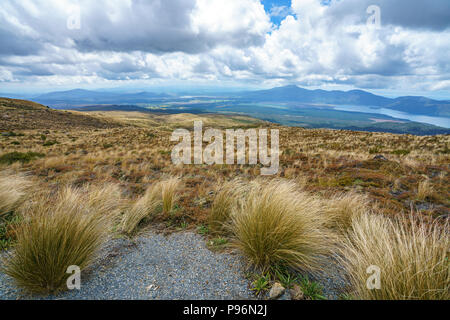 Wandern im Tongariro Alpine Crossing, Gras auf der vulkanischen Krater, Fußweg auf Vulkan, Neuseeland Stockfoto