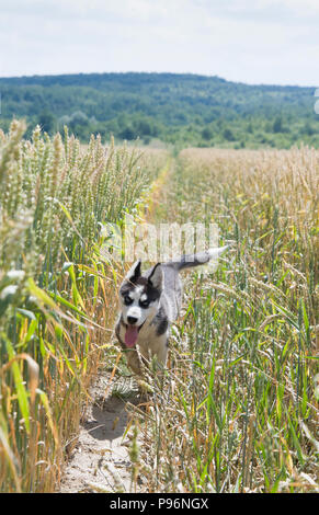 Siberian husky läuft auf einem Weizenfeld Stockfoto