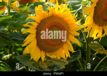 Großen goldenen Sonnenblume Blume Makroaufnahme, Blühende Sonnenblumen Feld im Juli in Bayern Stockfoto
