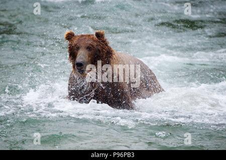 Grizzly Bär Fang von Lachs in Brooks fällt, Katmai, Alaska Stockfoto