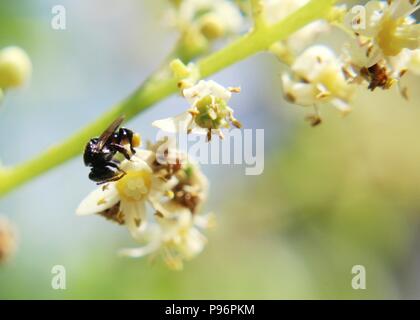 Makro Nahaufnahme eines kleinen Biene auf eine schöne, weiße und gelbe Farbe mombinpflaumen - Spondias dulcis - Juni pflaume Obst Pflanze Stockfoto