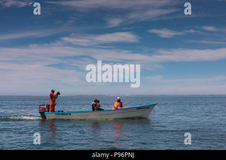 Whale-watching auf Bahia San Ignacio, Mexiko Stockfoto