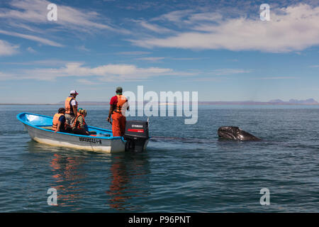 Whale-watching auf Bahia San Ignacio, Mexiko Stockfoto