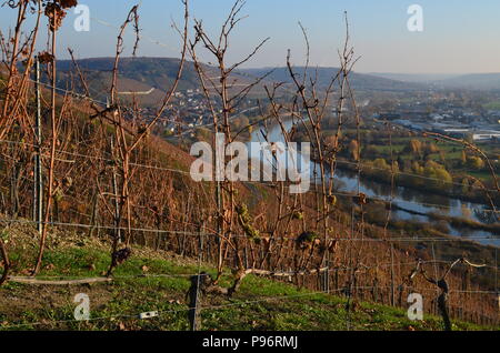 Weinreben in Würzburg, Deutschland Stockfoto