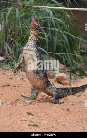 Komodo Dragon am Straßenrand in Sri Lanka Stockfoto