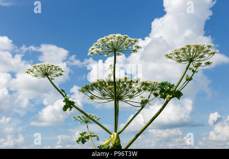 Cow parsnip blüht im Sommer Stockfoto