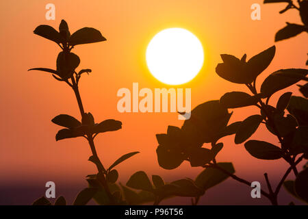 Schönen Kontrast Bild von klaren Silhouetten von Ästen mit dunkelgrünen Blätter gegen große helle weiße Sonne auf dramatische orange Goldgelb Stockfoto