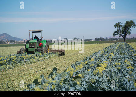 Landwirt Clearing Feld nach Brokkoli Ernte Stockfoto