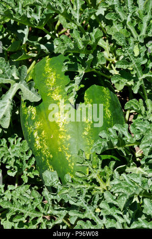 Wassermelonen wachsen in Feld Stockfoto