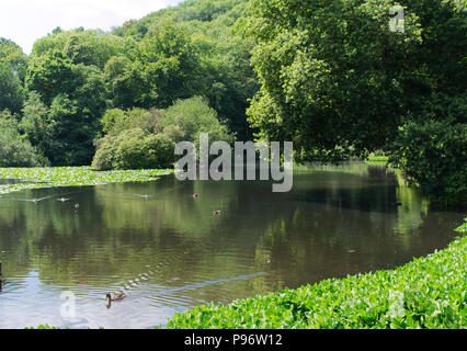 Canonteign Wasserfälle und Seen, Teign Valley, Devon, England Großbritannien Stockfoto