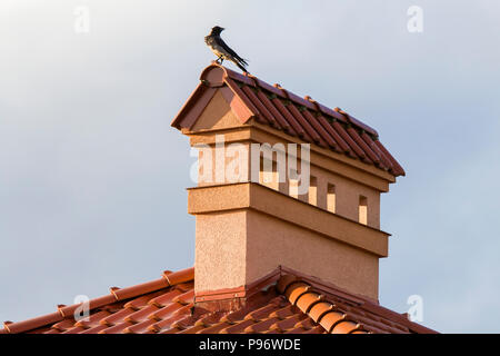 Nahaufnahme der Vogel saß oben auf der Hohen verputzt Schornstein der neue große geräumige, moderne Haus mit Geschindelten roten Dach vor strahlend blauem Himmel backgro Stockfoto