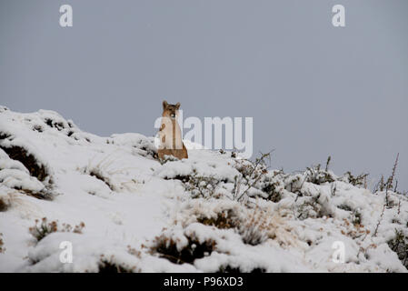 Erwachsene Frau patagonischen Puma sitzen auf Schnee bedeckten Hügel. Stockfoto