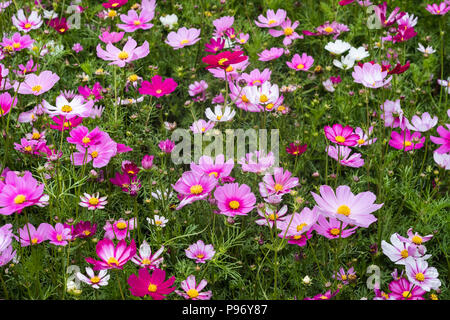 Bunte rot, rosa, lila Blüten der Cosmos-Anlage mit grünen Blättern auf blumenbeet. Outdoor Bild horizontal mit Kopie Raum für Design und Text. Stockfoto