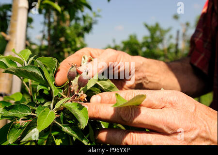 Deutschland, Nordrhein-Westfalen Farm in Essen. Stockfoto
