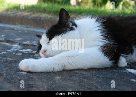 Nach schwarz-weisse Katze schlafend in Garten Stockfoto