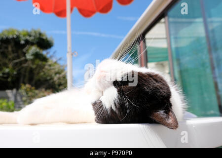 Nach schwarz-weisse Katze beim Sonnenbaden auf der Terrasse Tisch im Garten Stockfoto