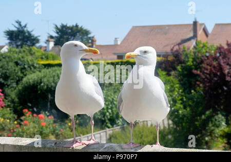 Paar europäische Herring Gulls (Larus argentatus) stehen nebeneinander auf Balkonwand und blicken in die Augen Stockfoto