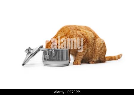 Ginger cat Essen aus einem Kochtopf Seitenansicht isoliert auf Weiss. Stockfoto